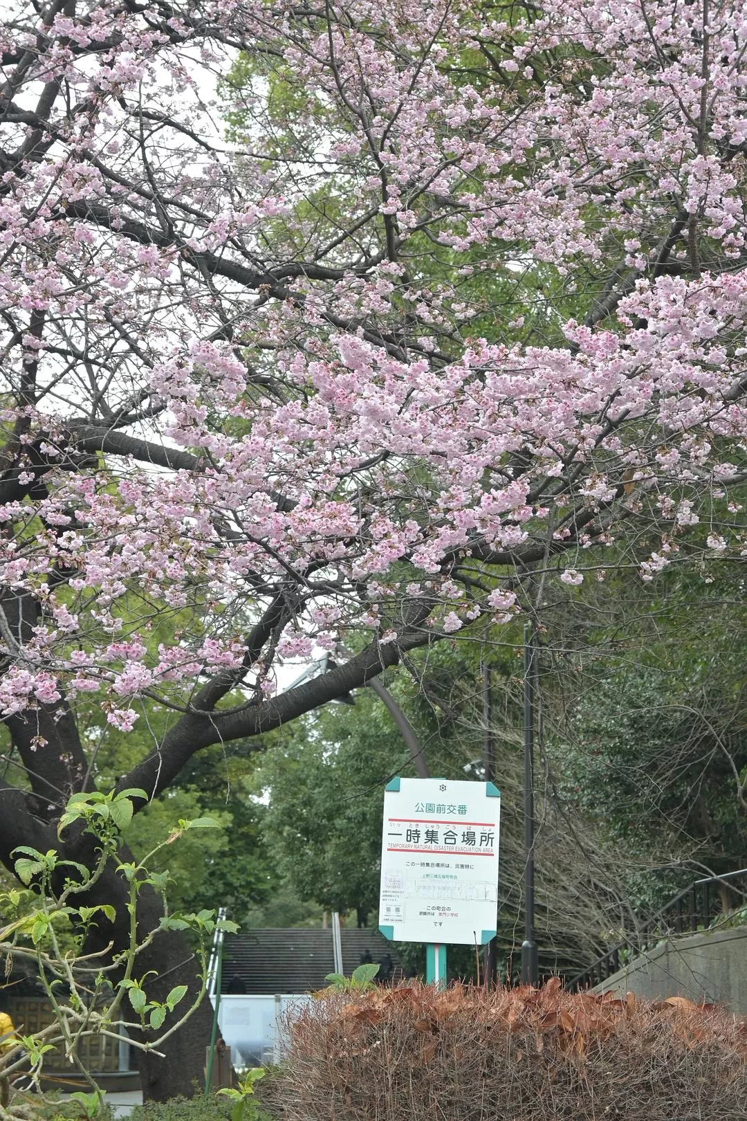 旅游推荐💝一人游：日本12日11晚（多图）
