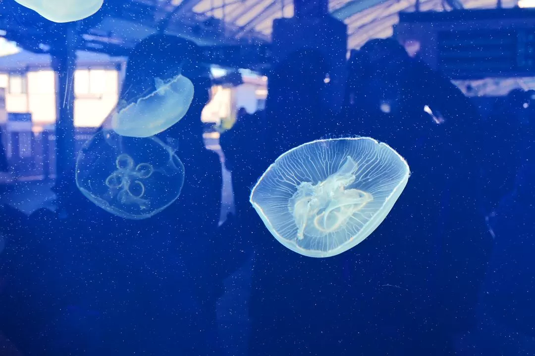 旅游推荐💝一人游：日本12日11晚（多图）