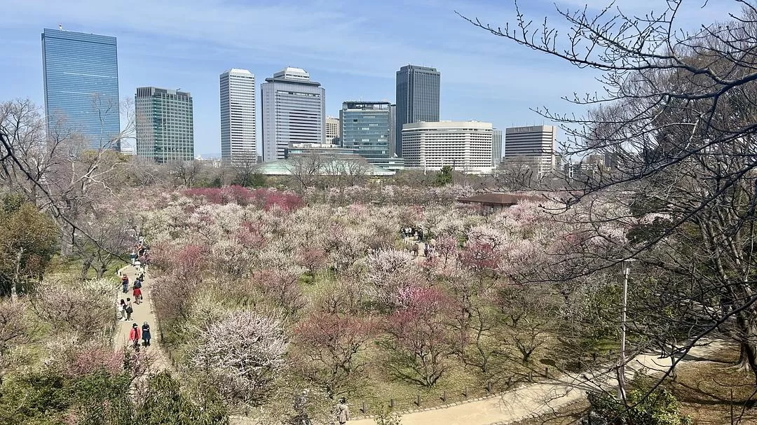 旅游推荐💝一人游：日本12日11晚（多图）