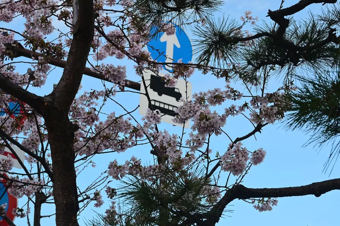 旅游推荐💝一人游：日本12日11晚（多图）