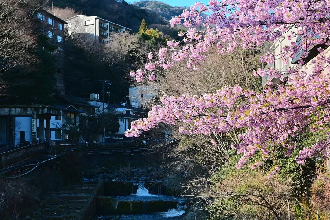 旅游推荐💝一人游：日本12日11晚（多图）
