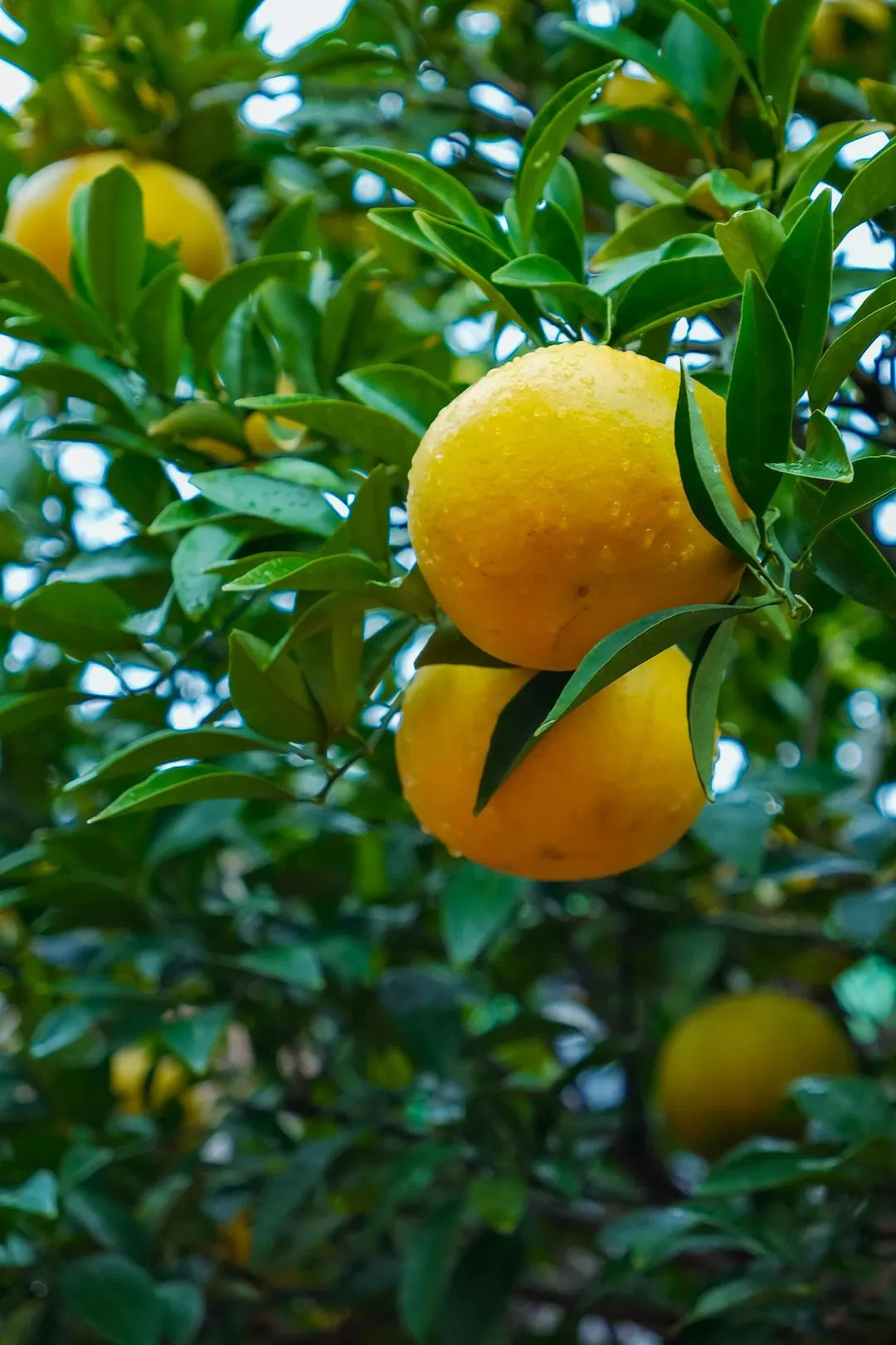 旅游推荐💓国外游：济州岛三天两晚solo游