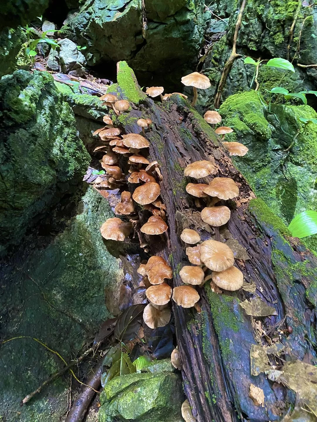 旅游推荐🏅家庭游：贵州茂兰原始森林穿越