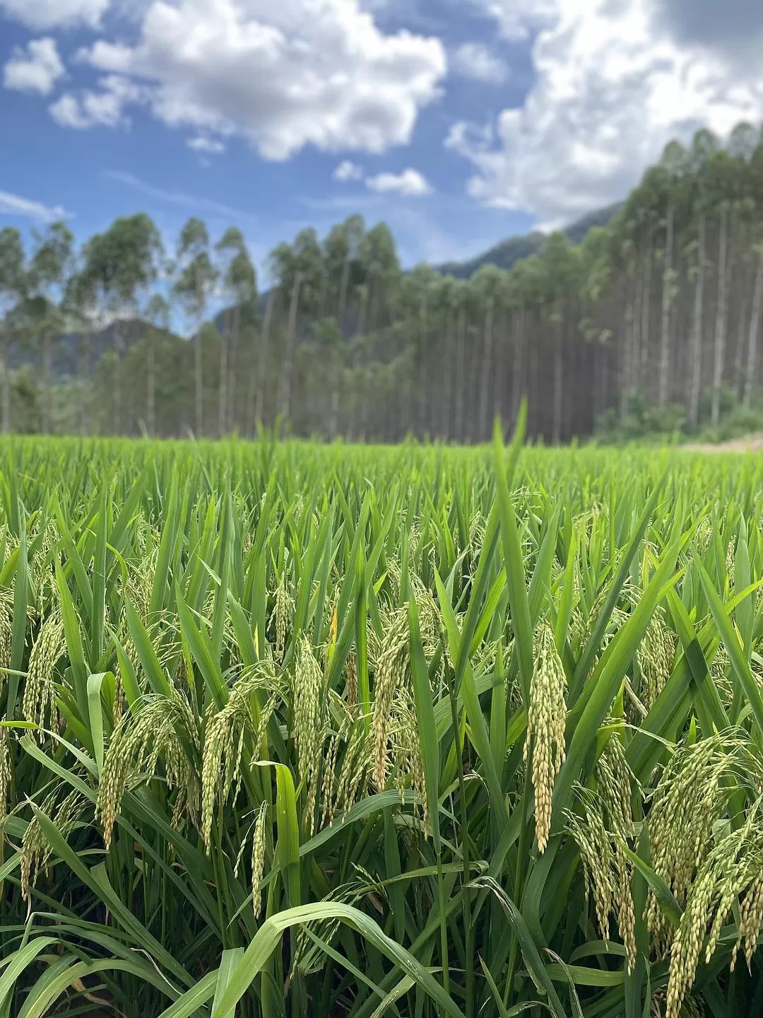 旅游推荐🏅家庭游：贵州茂兰原始森林穿越