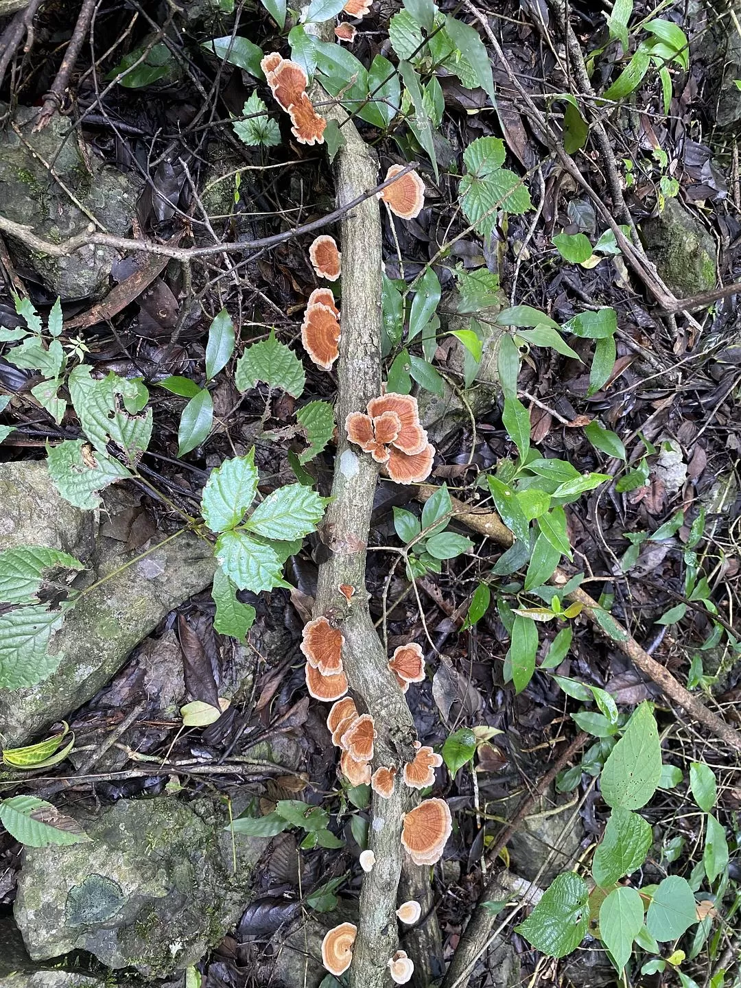 旅游推荐🏅家庭游：贵州茂兰原始森林穿越