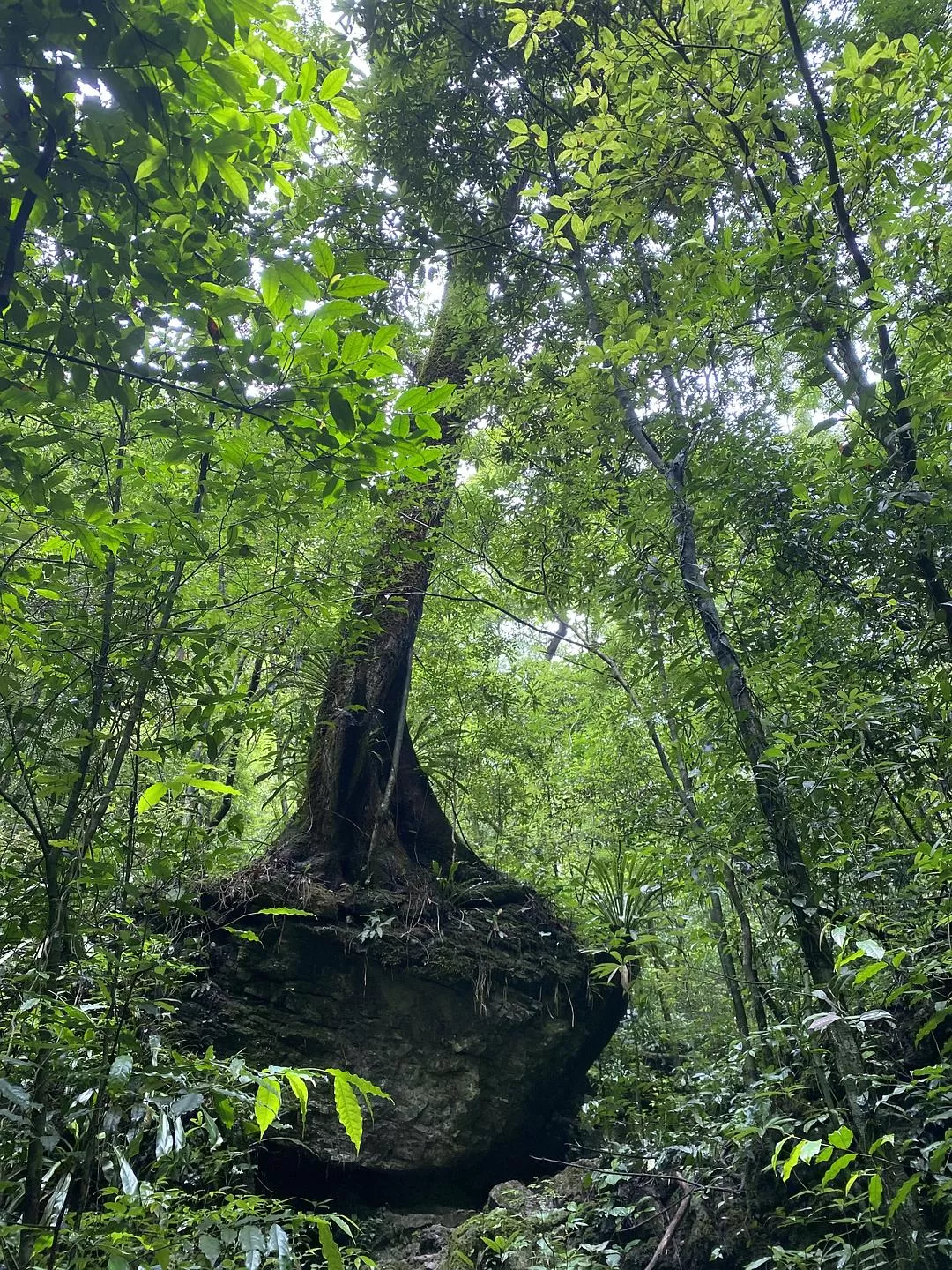 旅游推荐🏅家庭游：贵州茂兰原始森林穿越