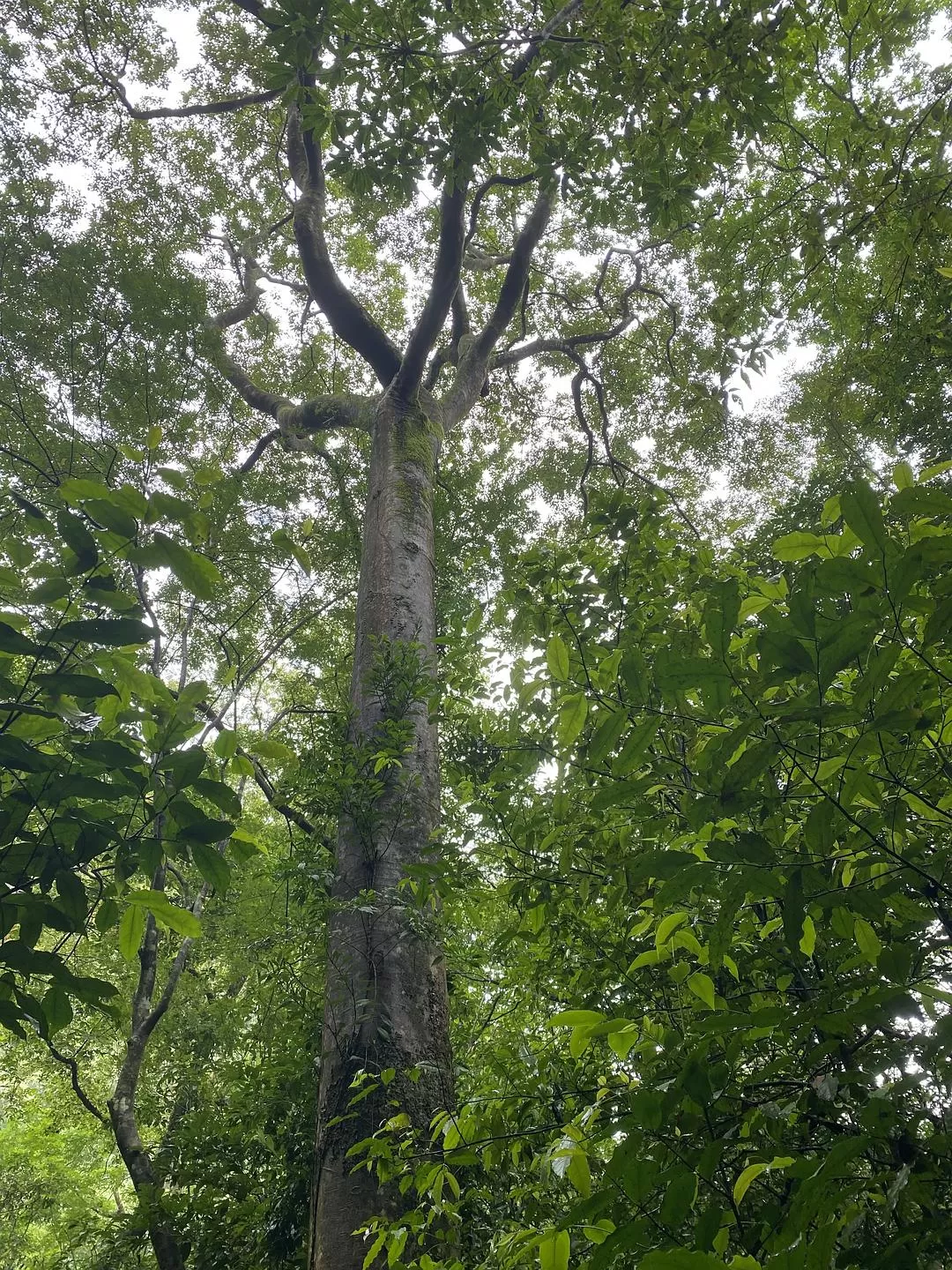 旅游推荐🏅家庭游：贵州茂兰原始森林穿越