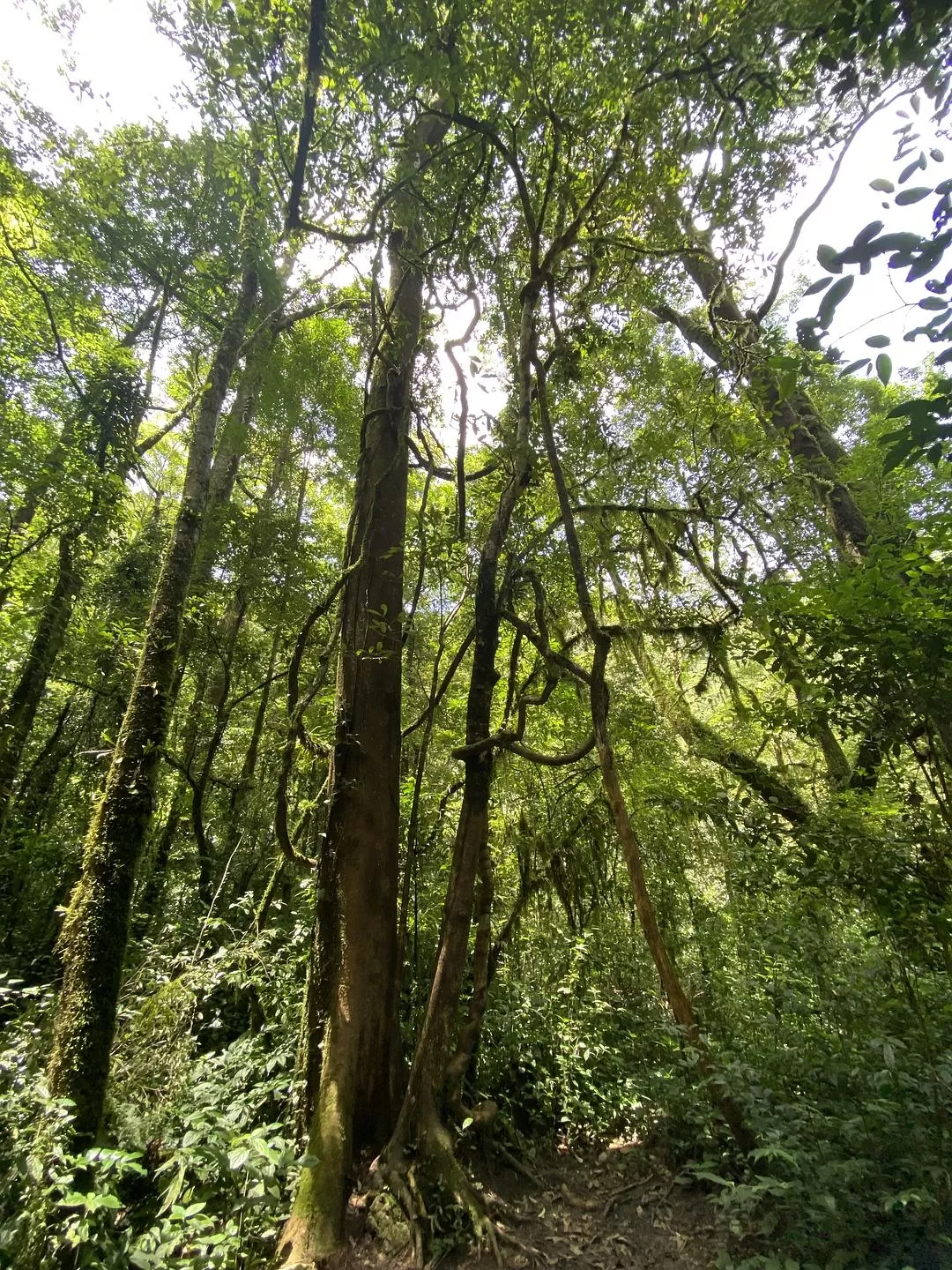 旅游推荐🏅家庭游：贵州茂兰原始森林穿越