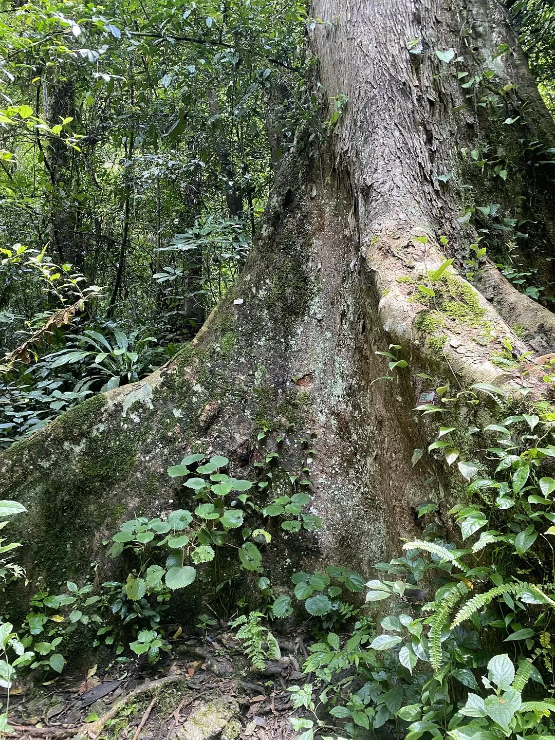 旅游推荐🏅家庭游：贵州茂兰原始森林穿越