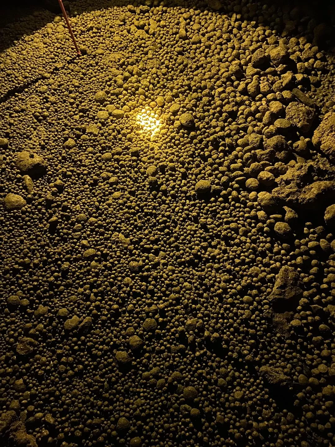 旅游推荐🏅家庭游：贵州茂兰原始森林穿越