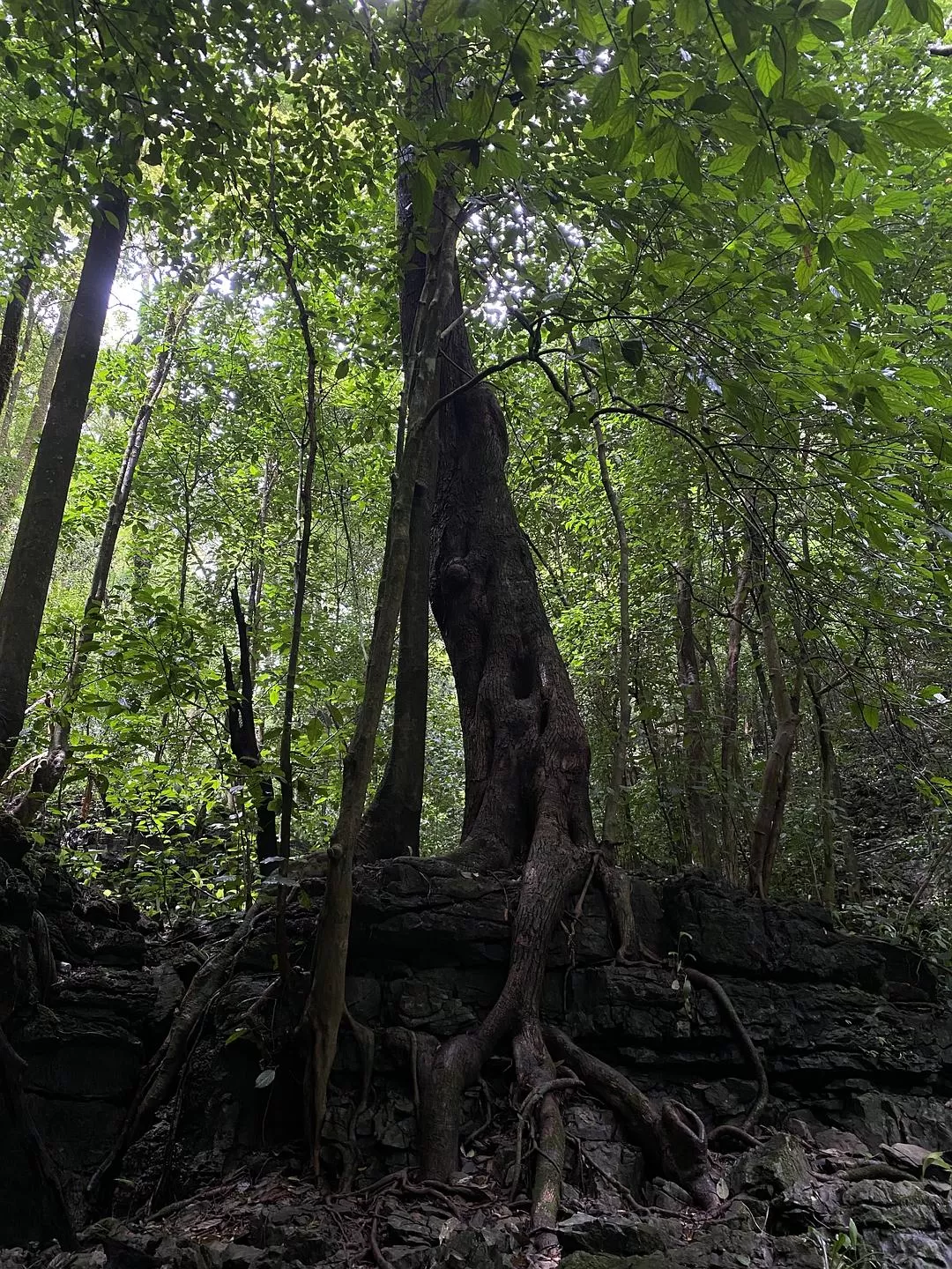 旅游推荐🏅家庭游：贵州茂兰原始森林穿越