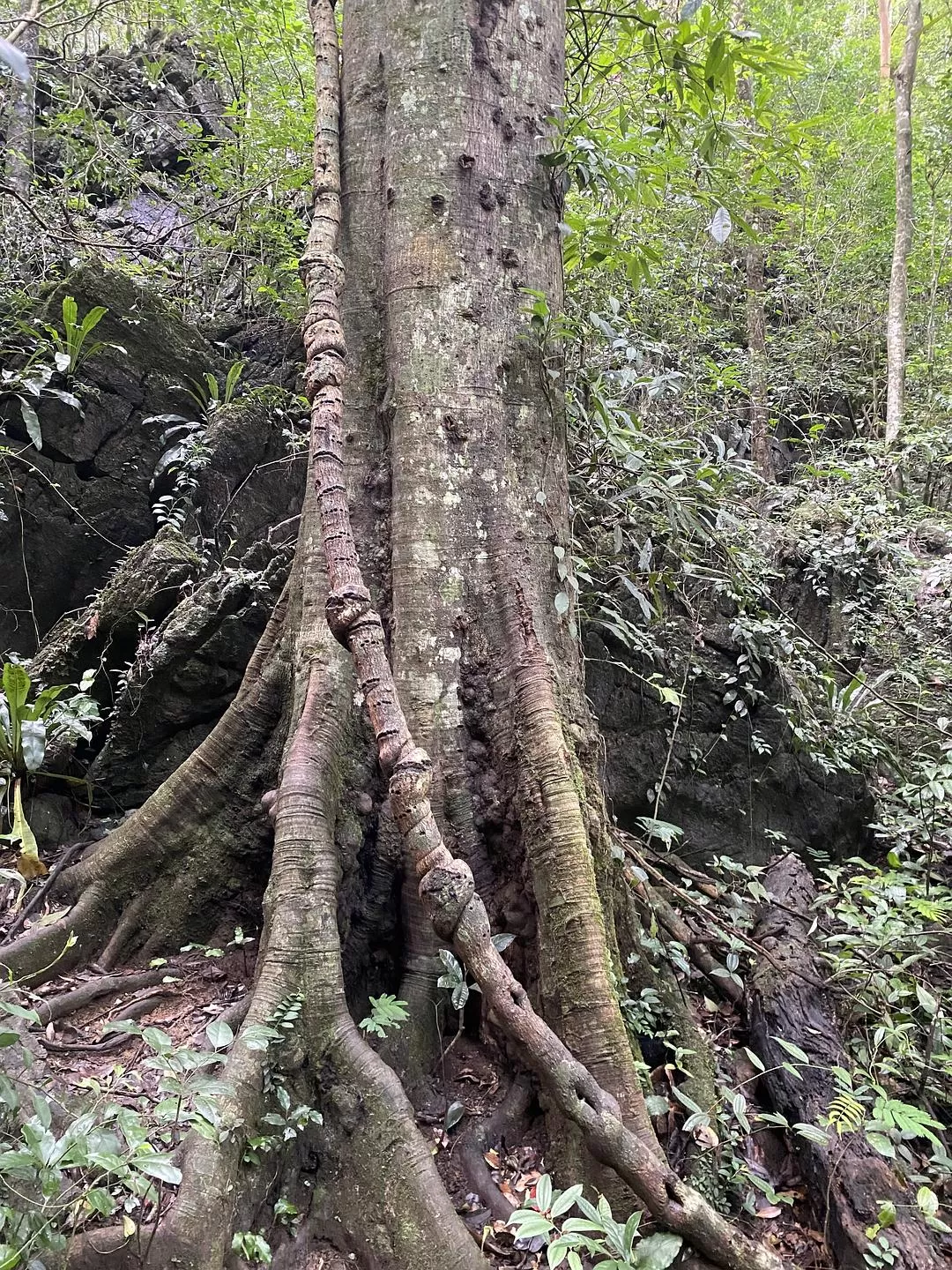 旅游推荐🏅家庭游：贵州茂兰原始森林穿越