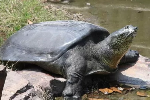 比大熊猫更濒危的动物斑鳖全国仅剩 1 只，全球已知存活个体不足 3 只，还有办法繁育拯救这个物种吗？