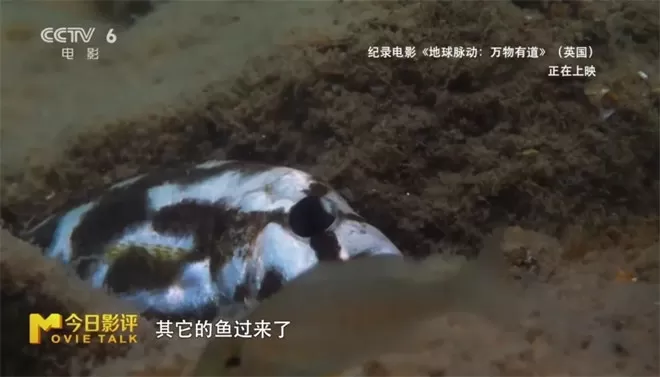 跟随《地球脉动:万物有道》解锁地球极致之美-💯值得看