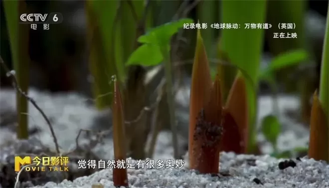 跟随《地球脉动:万物有道》解锁地球极致之美-💯值得看