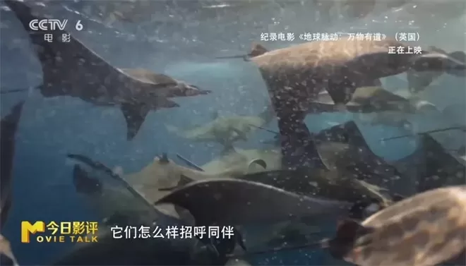 跟随《地球脉动:万物有道》解锁地球极致之美-💯值得看