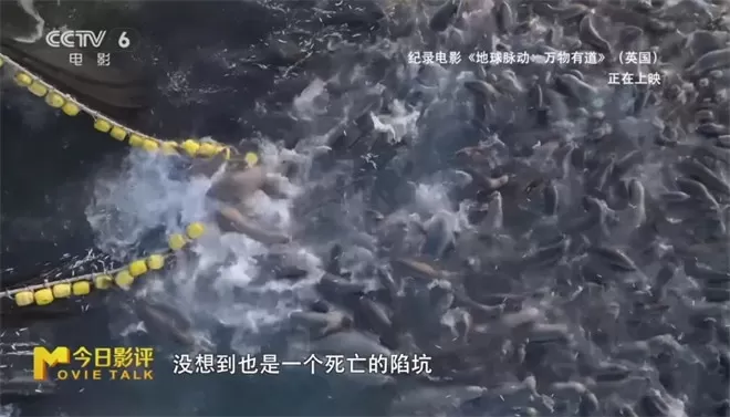 跟随《地球脉动:万物有道》解锁地球极致之美-💯值得看