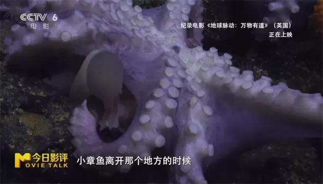 跟随《地球脉动:万物有道》解锁地球极致之美-💯值得看