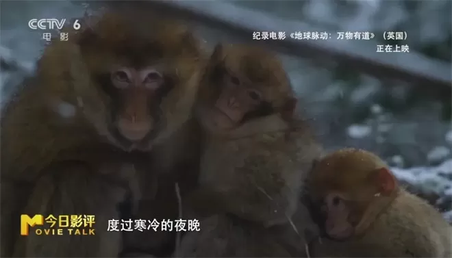 跟随《地球脉动:万物有道》解锁地球极致之美-💯值得看