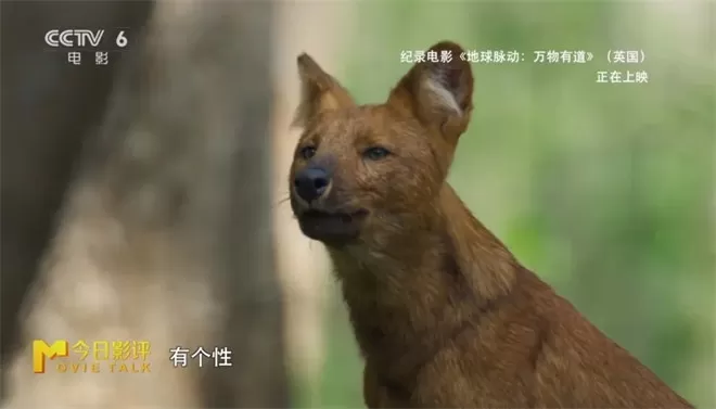 跟随《地球脉动:万物有道》解锁地球极致之美-💯值得看