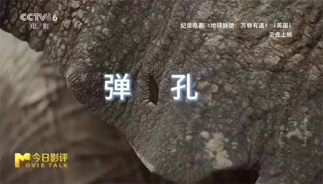 跟随《地球脉动:万物有道》解锁地球极致之美-💯值得看