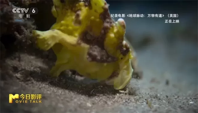 跟随《地球脉动:万物有道》解锁地球极致之美-💯值得看