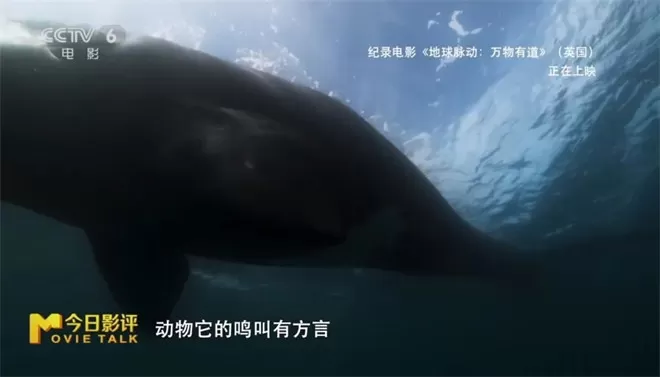 跟随《地球脉动:万物有道》解锁地球极致之美-💯值得看