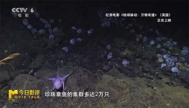 跟随《地球脉动:万物有道》解锁地球极致之美-💯值得看