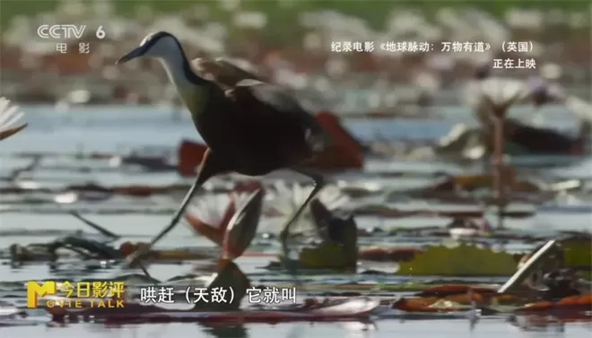 跟随《地球脉动:万物有道》解锁地球极致之美-💯值得看