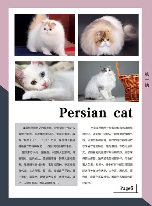 短剧「妖猫杂货铺」解说🥉