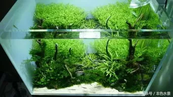 ㊙️生态缸水草修剪视频大全教程最新