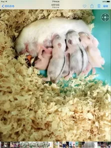 🧧串串鼠长什么样的照片